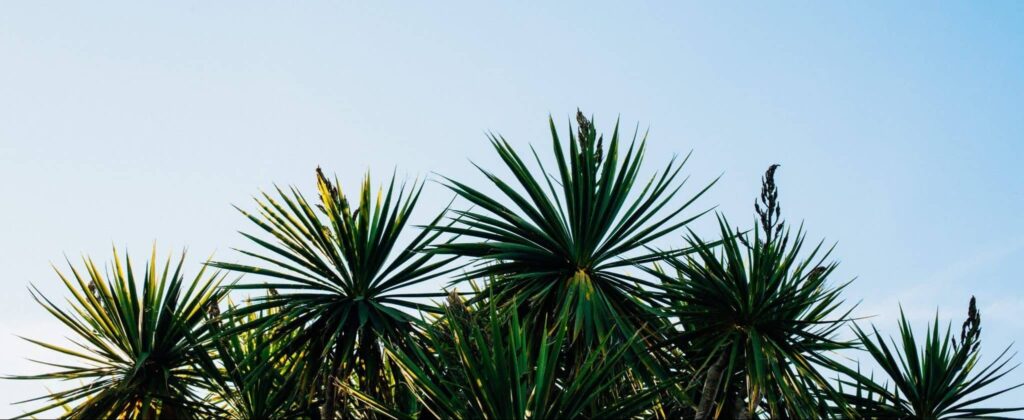 유카에 대한 꿈 | 꿈의 의미와 해석