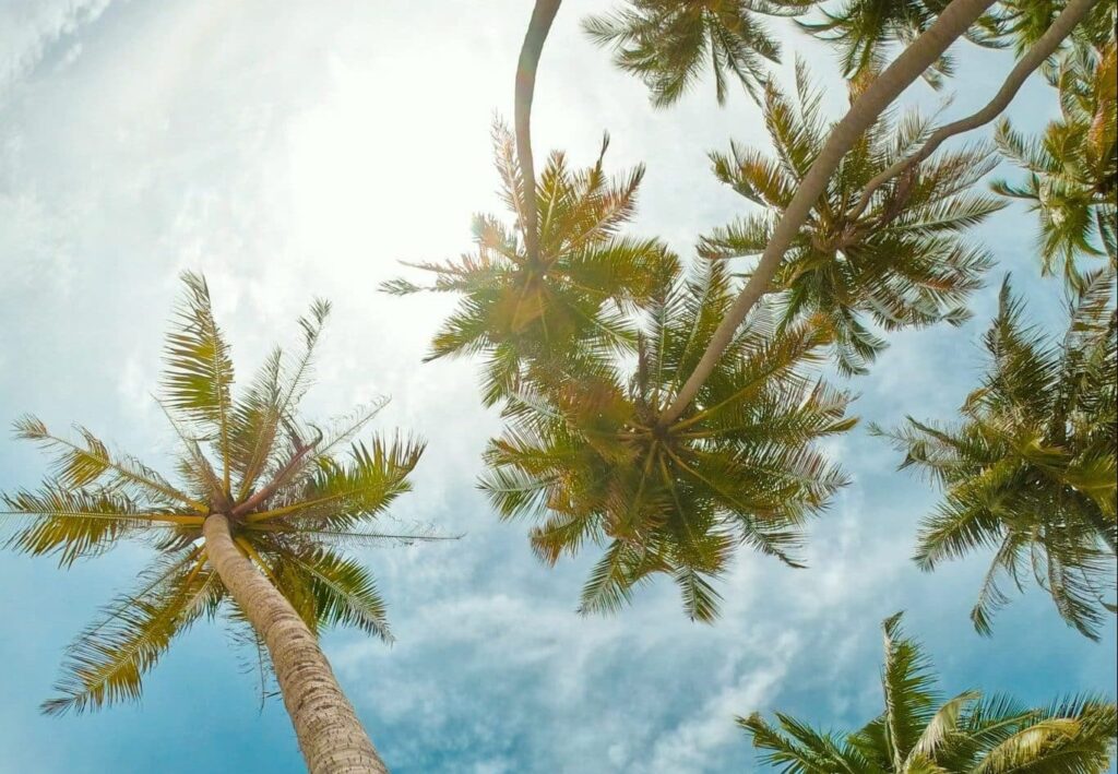 zenith에 대한 꿈 | 꿈의 의미와 해석