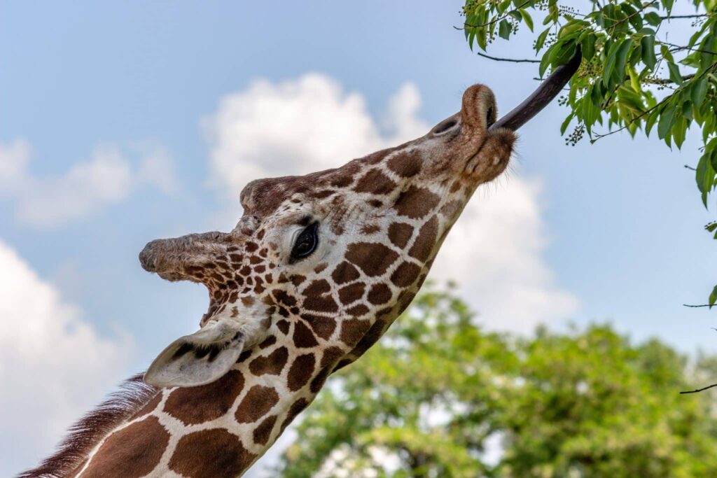 Mimpi tentang jerapah | Arti dan makna mimpi